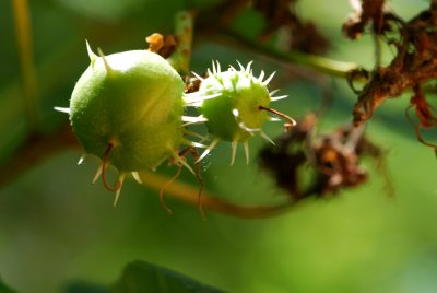 Aesculus hippocactanum - jírovec koňský (maďal) - plod